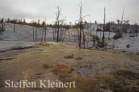 Yellowstone NP - Mammoth Hot Springs - Angel Terrace 061