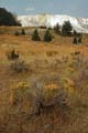 Yellowstone NP - Mammoth Hot Springs 002