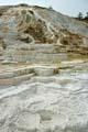 Yellowstone NP - Mammoth Hot Springs 004