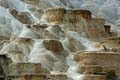 Yellowstone NP - Mammoth Hot Springs 006