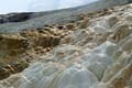 Yellowstone NP - Mammoth Hot Springs 010