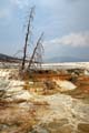 Yellowstone NP - Mammoth Hot Springs 018