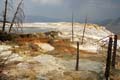 Yellowstone NP - Mammoth Hot Springs 019