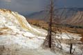 Yellowstone NP - Mammoth Hot Springs 021