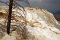 Yellowstone NP - Mammoth Hot Springs 022