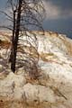 Yellowstone NP - Mammoth Hot Springs 026