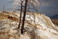 Yellowstone NP - Mammoth Hot Springs 027