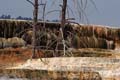 Yellowstone NP - Mammoth Hot Springs 032