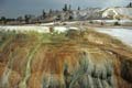 Yellowstone NP - Mammoth Hot Springs 044