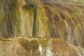 Yellowstone NP - Mammoth Hot Springs 048