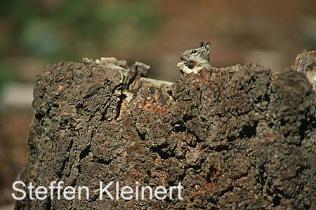 yosemite np - squirrel - national park usa 040