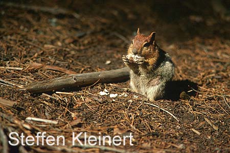 yosemite np - squirrel 045