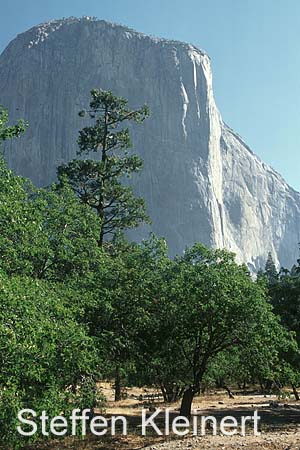 yosemite np - yosemite valley - el capitan 064