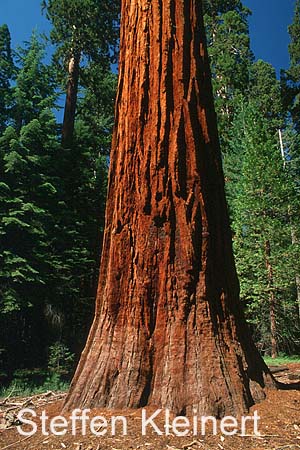 yosemite np - yosemite valley - mariposa grove - sequoia redwood 038