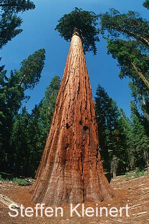 yosemite np - yosemite valley - mariposa grove - sequoia redwood - national park usa 039