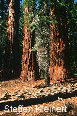 yosemite np - yosemite valley - mariposa grove - sequoia redwood 041