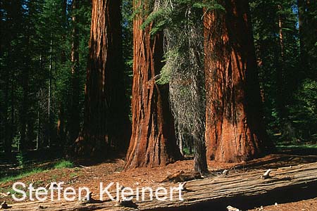 yosemite np - yosemite valley - mariposa grove - sequoia redwood - national park usa 042