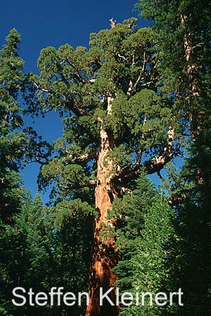 yosemite np - yosemite valley - mariposa grove - sequoia redwood 043