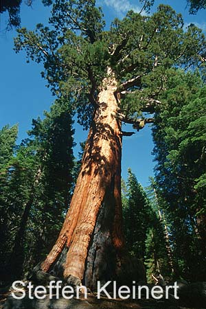 yosemite np - yosemite valley - mariposa grove - sequoia redwood 044