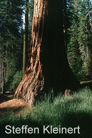 yosemite np - yosemite valley - mariposa grove - sequoia redwood 046