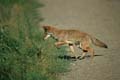 yosemite np - coyote 059