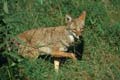 yosemite np - coyote 060