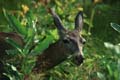 yosemite np - mule deer 006