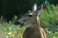 yosemite np - mule deer 007