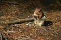 yosemite np - squirrel 045