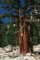 yosemite np - tioga pass 071