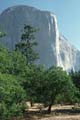 yosemite np - yosemite valley - el capitan 064