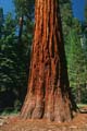 yosemite np - yosemite valley - mariposa grove - sequoia redwood 038