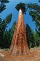 yosemite np - yosemite valley - mariposa grove - sequoia redwood 039