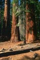 yosemite np - yosemite valley - mariposa grove - sequoia redwood 041
