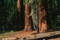 yosemite np - yosemite valley - mariposa grove - sequoia redwood 042