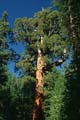 yosemite np - yosemite valley - mariposa grove - sequoia redwood 043