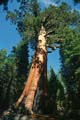 yosemite np - yosemite valley - mariposa grove - sequoia redwood 044