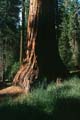 yosemite np - yosemite valley - mariposa grove - sequoia redwood 046