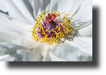 Kalifornischer Baummohn, California tree poppy, Romneya coulteri