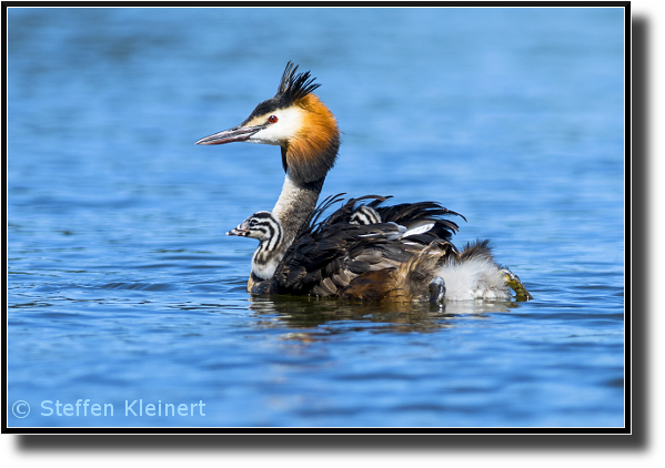 Haubentaucher mit Küken, Great crested grebe, Podiceps cristatus