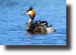 Haubentaucher mit Küken, Great crested grebe, Podiceps cristatus