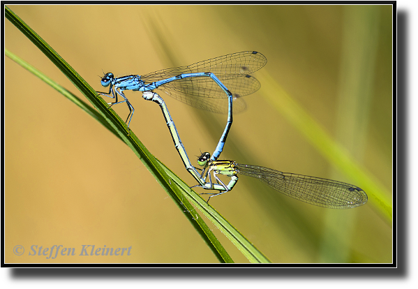 Hufeisen-Azurjungfer Paarungsrad, Azure damselfly mating, Coenagrion puella