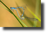 Hufeisen-Azurjungfer Paarungsrad, Azure damselfly mating, Coenagrion puella