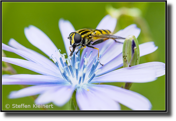 Grosse Sumpfschwebfliege, Helophilus trivittatus