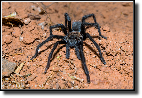 Wüsten-Tarantel, Arizona blond tarantula, Aphonopelma chalcodes, Grand Canyon, Arizona, USA