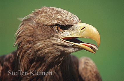 seeadler