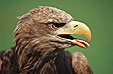 Seeadler, Haliaeetus albicilla