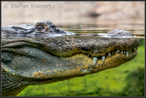 Mississippi-Alligator, Alligator mississippiensis