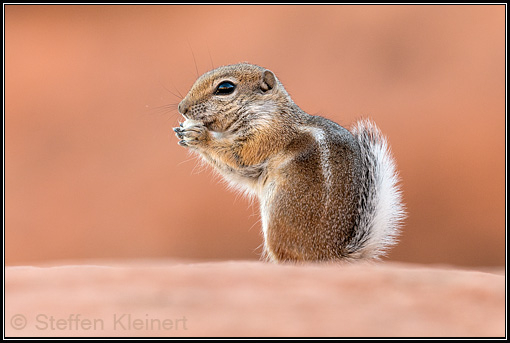 Antilopenziesel, White-tailed Antelope Squirrel, Ammospermophilus leucurus