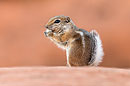 Antilopenziesel, Antelope Squirrel, Ammospermophilus leucurus